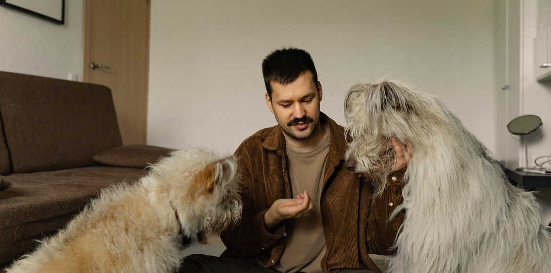 Pomerania Baby