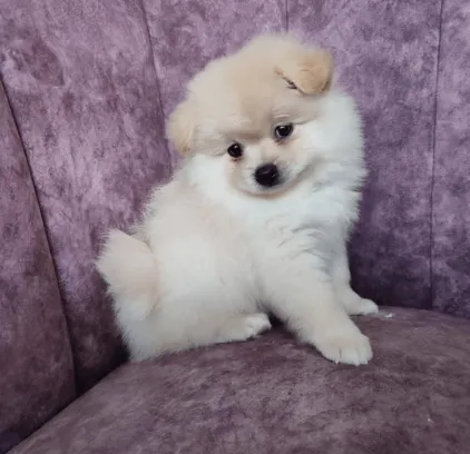 Pomerania Baby