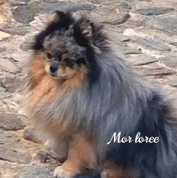 Pomerania Baby