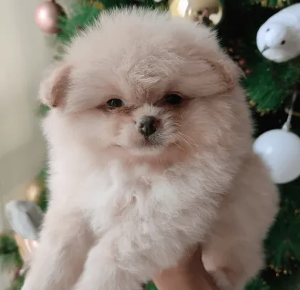 Pomerania Baby