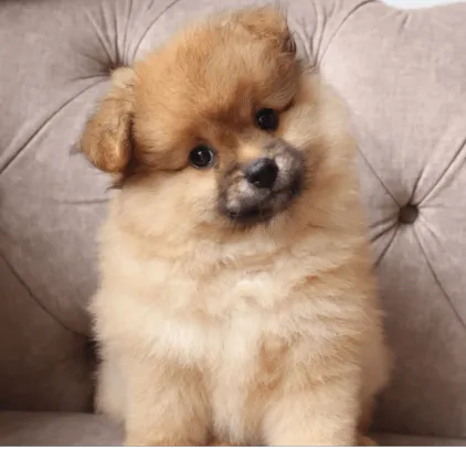 Pomerania Baby