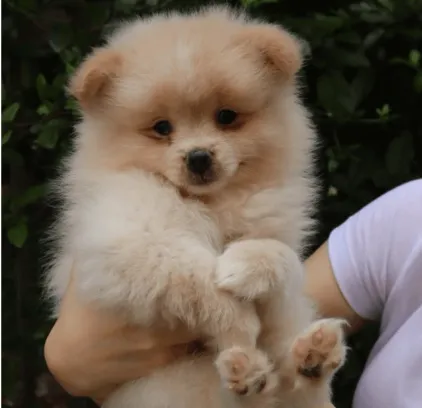 Pomerania Baby