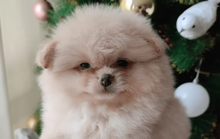 Pomerania Baby